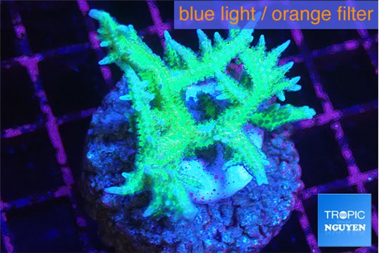 Seriatopora hystrix golden 3-5 cm WYSIWYG acclimaté