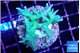 Seriatopora hystrix golden 3-5 cm WYSIWYG acclimaté
