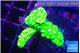 Acropora full neon green 3-4 cm WYSIWYG acclimaté