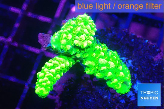 Acropora full neon green 3-4 cm WYSIWYG acclimaté