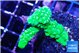 Acropora full neon green 3-4 cm WYSIWYG acclimaté