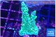Montipora green & purple polyps 2-4 cm WYSIWYG acclimaté