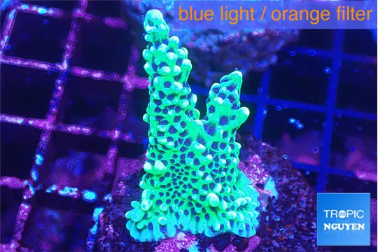 Montipora green & purple polyps 2-4 cm WYSIWYG acclimaté