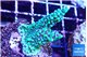 Montipora green & purple polyps 2-4 cm WYSIWYG acclimaté