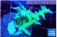 Seriatopora hystrix golden 3-5 cm WYSIWYG acclimaté