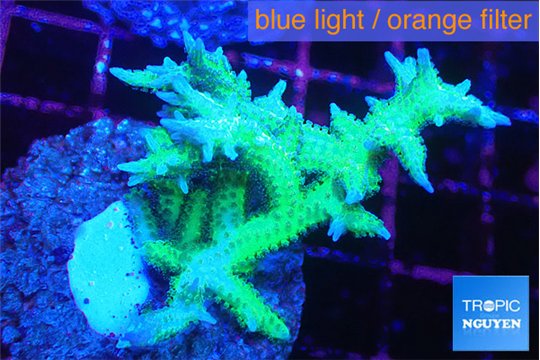 Seriatopora hystrix golden 3-5 cm WYSIWYG acclimaté