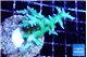 Seriatopora hystrix golden 3-5 cm WYSIWYG acclimaté