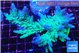 Acropora green ice 9-14 cm WYSIWYG acclimaté