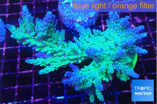 Acropora green ice 9-14 cm WYSIWYG acclimaté