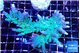 Acropora green ice 9-14 cm WYSIWYG acclimaté