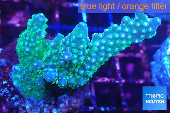 Acropora humilis big finger 3-5 cm WYSIWYG acclimaté