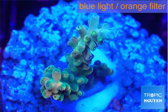 Acropora microclados gold 2-3 cm WYSIWYG acclimaté