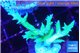 Seriatopora hystrix golden 3-5 cm WYSIWYG acclimaté