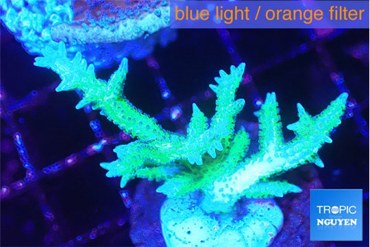 Seriatopora hystrix golden 3-5 cm WYSIWYG acclimaté