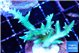 Seriatopora hystrix golden 3-5 cm WYSIWYG acclimaté
