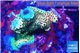 Acropora mango base rock 6-8 cm WYSIWYG acclimaté