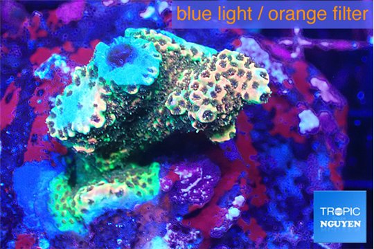 Acropora mango base rock 6-8 cm WYSIWYG acclimaté