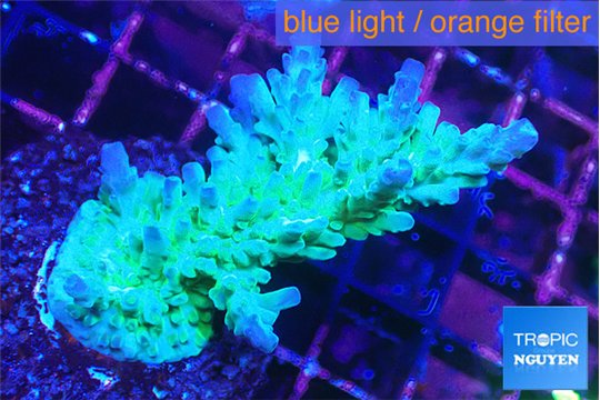 Acropora green purple 4-5 cm WYSIWYG acclimaté