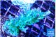 Acropora green purple 4-5 cm WYSIWYG acclimaté