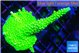 Acropora full neon green 4-6 cm WYSIWYG acclimaté