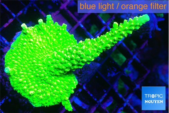 Acropora full neon green 4-6 cm WYSIWYG acclimaté