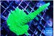 Acropora full neon green 4-6 cm WYSIWYG acclimaté