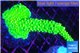 Acropora full neon green 5-6 cm WYSIWYG acclimaté