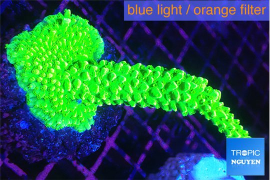 Acropora full neon green 5-6 cm WYSIWYG acclimaté