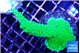 Acropora full neon green 5-6 cm WYSIWYG acclimaté