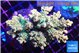 Acropora microclados gold 7-11 cm WYSIWYG acclimaté