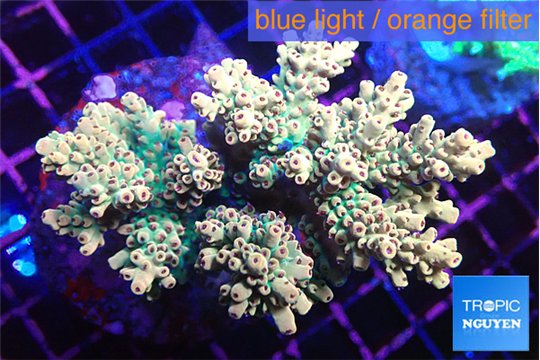 Acropora microclados gold 7-11 cm WYSIWYG acclimaté