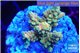 Acropora microclados gold 3-4 cm WYSIWYG acclimaté