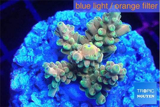 Acropora microclados gold 3-4 cm WYSIWYG acclimaté