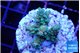 Acropora microclados gold 3-4 cm WYSIWYG acclimaté