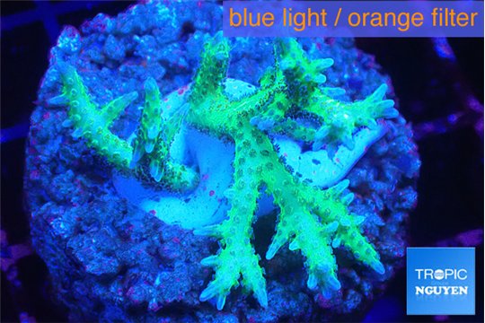 Seriatopora hystrix golden 3-5 cm WYSIWYG acclimaté