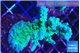 Acropora green & blue tip 5-6 cm WYSIWYG acclimaté