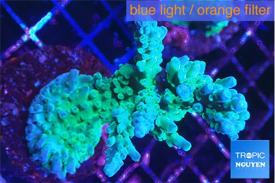 Acropora green & blue tip 5-6 cm WYSIWYG acclimaté