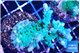 Acropora green & blue tip 5-6 cm WYSIWYG acclimaté