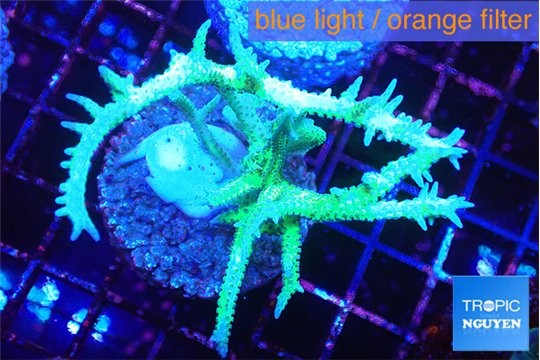 Seriatopora hystrix golden 3-5 cm WYSIWYG acclimaté