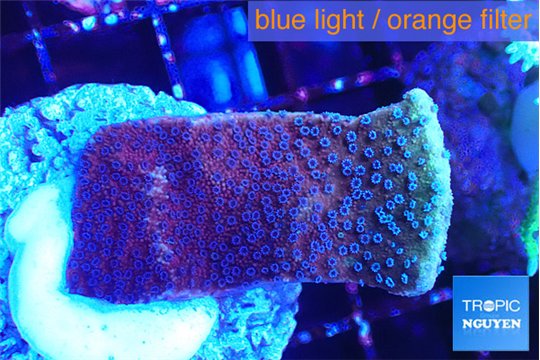 Montipora purple cap 2-4 cm WYSIWYG acclimaté