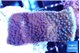 Montipora purple cap 2-4 cm WYSIWYG acclimaté