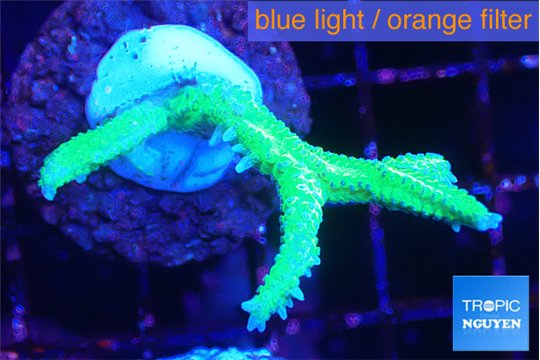 Seriatopora hystrix golden 3-4 cm WYSIWYG acclimaté