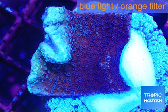 Montipora purple cap 2-4 cm WYSIWYG acclimaté