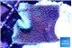 Montipora purple cap 2-4 cm WYSIWYG acclimaté