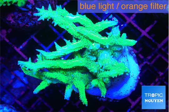 Seriatopora hystrix golden 3-5 cm WYSIWYG acclimaté