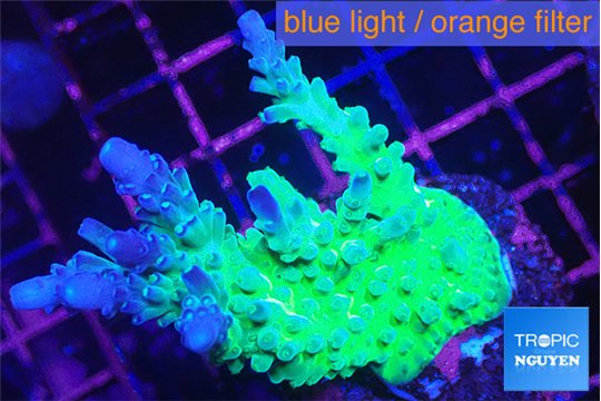 Acropora green & blue tip 4-6 cm WYSIWYG acclimaté