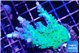 Acropora green & blue tip 4-6 cm WYSIWYG acclimaté