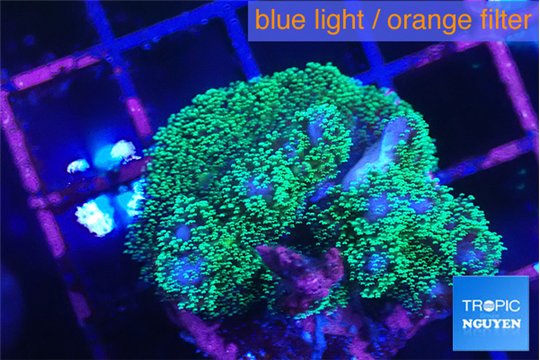 Pocillopora damicornis 1-3 cm WYSIWYG acclimaté