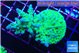 Acropora green & blue tip 5-7 cm WYSIWYG acclimaté