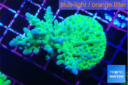 Acropora green & blue tip 5-7 cm WYSIWYG acclimaté